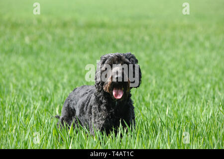 Schwarze männliche Cockapoo Hund in ein grünes Feld. Stockfoto