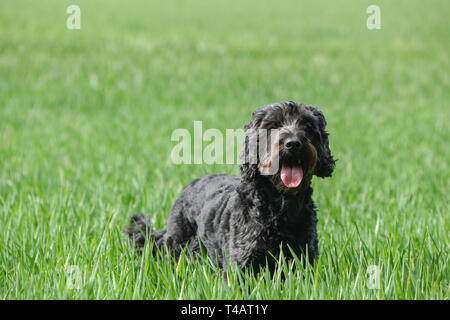 Schwarze männliche Cockapoo Hund in ein grünes Feld. Stockfoto