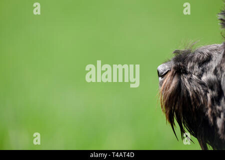 Schwarze männliche Cockapoo Hund in ein grünes Feld. Stockfoto