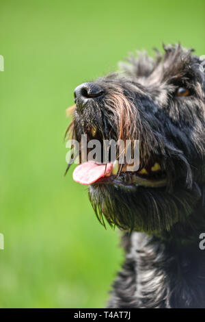Schwarze männliche Cockapoo Hund in ein grünes Feld. Stockfoto