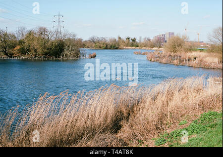 Behälter und Schilfgebieten auf Feuchtgebiete, Walthamstow North East London UK Stockfoto