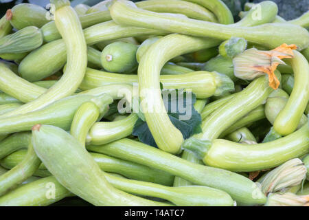 Marktstand, Italienischer zucchini Frühjahr mit ihren Blumen Stockfoto