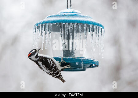 Vögel am Schrägförderer im Regen Stockfoto