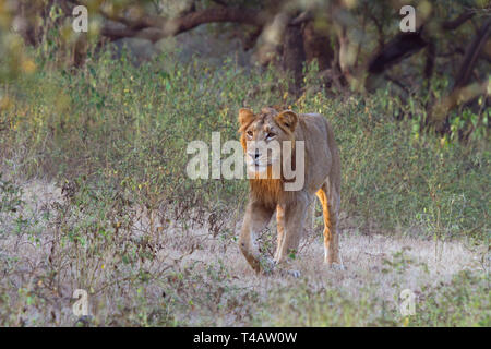 Asiatische Löwen oder Asiatischen Löwen oder Panthera leo leo männlich Roaming in Gir Nationalpark Gujarat Indien Stockfoto