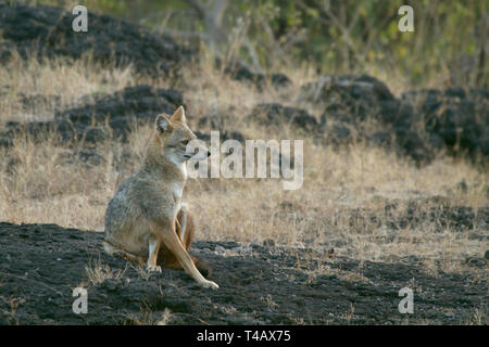 Golden Schakal oder Canis aureus ruht auf den Felsen im Gir Nationalpark Gujarat Indien Stockfoto