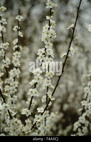 Schlehe blühen im Frühling. Stockfoto