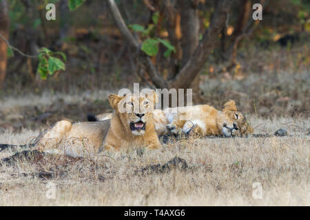 Asiatische Löwen oder Asiatischen Löwen oder Panthera leo leo weiblich Paar an Gir Nationalpark Gujarat Indien Stockfoto