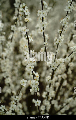 Schlehe blühen im Frühling. Stockfoto