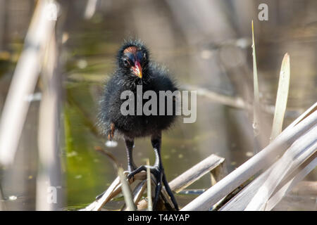 Junge sumpfhuhn (Gallinula chloropus) entlein zwischen Schilf stehen auf einer schwebenden Holz- Log Stockfoto