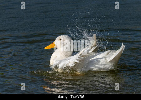 Weiß Aylesbury Ente (auch bekannt als Pekin oder Long Island Ente) putzen Federn und Spritzwasser. Stockfoto