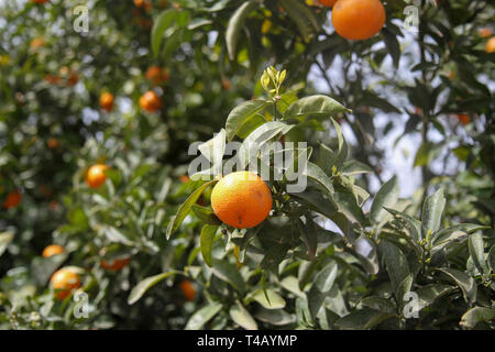 Zitrusbäume, Fresno County, Kalifornien, USA Stockfoto