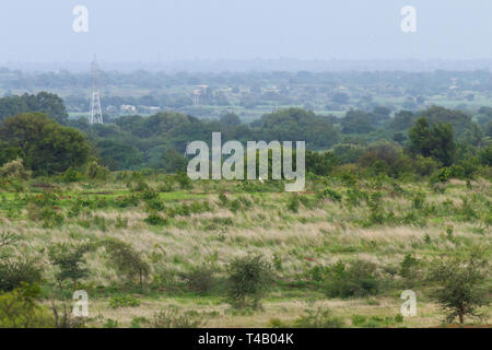 Große indische Trappe (GIB) Roaming in GIB Heiligtum Solapur Maharashtra Indien. Verlust von Lebensraum (in den Bildern zu sehen) ist die größte Bedrohung für Sie. Stockfoto
