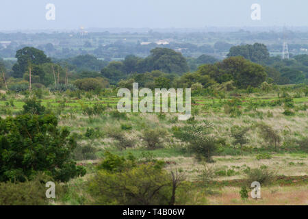 Große indische Trappe (GIB) Roaming in GIB Heiligtum Solapur Maharashtra Indien. Verlust von Lebensraum (in den Bildern zu sehen) ist die größte Bedrohung für Sie. Stockfoto