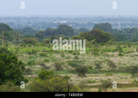 Große indische Trappe (GIB) Roaming in GIB Heiligtum Solapur Maharashtra Indien. Verlust von Lebensraum (in den Bildern zu sehen) ist die größte Bedrohung für Sie. Stockfoto