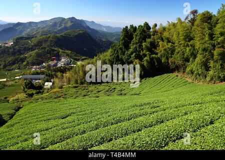 Kaffee Felder in Taiwan. Hang Teeplantagen in Shizhuo, alishan Berge. Stockfoto