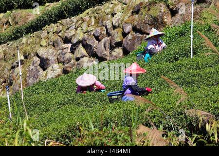 Kaffee Feld in Taiwan. Die Zeit der Ernte - Arbeiter in der traditionellen Kleidung Kommissionierung Teeblätter. Stockfoto