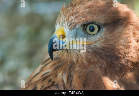 Schönes Portrait von Raubvogel (Long-legged Buzzard) in Pastelltönen (flacher dof) Stockfoto