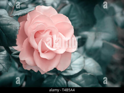 Schöne blühende Rose gegen das Grün der Blätter Stockfoto