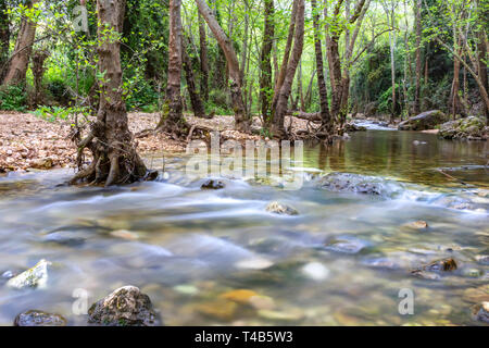 Fluss zwischen Steinen und Bäumen in grünem Laub. Landschaft Stockfoto