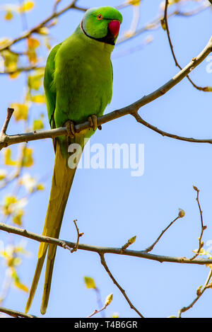 Parrot thront auf einem Dschungel Zweig bunten Ara Papagei Stockfoto