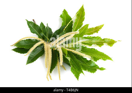 Chestnut Zweig mit Blüten und Blättern isoliert auf weißem Stockfoto