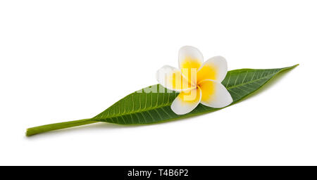 Frangipani Blätter mit Blume isoliert auf weißem Stockfoto