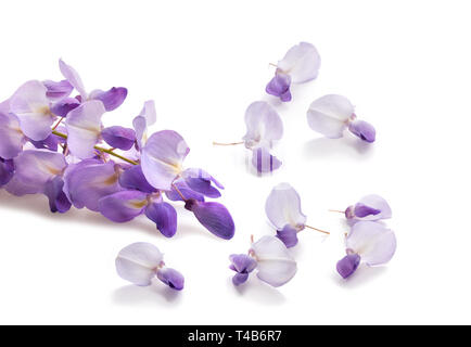 Wisteria Blumen auf weißem Hintergrund Stockfoto