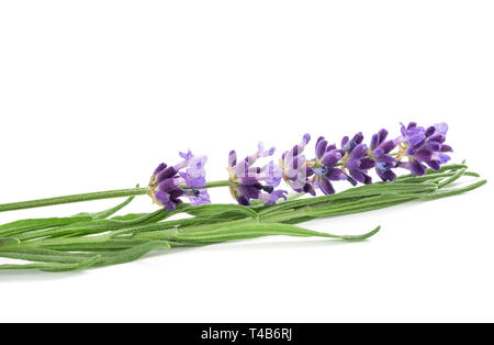 Lavendel Blume auf weißem Hintergrund Stockfoto