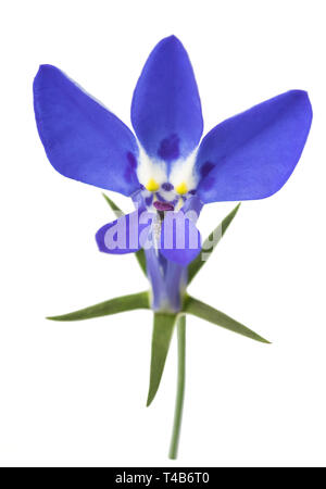 Blau lobelia Blumen auf einem weißen Hintergrund. Stockfoto