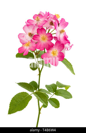 Dog rose Blumen auf weißem Hintergrund Stockfoto