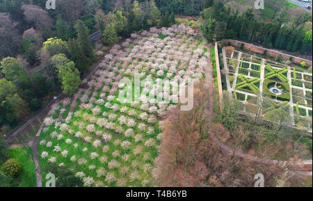 Eine Sicht aus der Vogelperspektive 326 Tai Haku (oder Große Weiße Kirsche) Bäume in Blüte The Alnwick Garten in Northumberland. Es wird gedacht, um die größten Obstgarten der Bäume außerhalb Japans zu sein und steht in voller Blüte, als die Temperaturen setzen für das Osterwochenende bereit zu steigen. Stockfoto