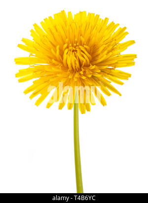 Löwenzahn Blume isoliert auf weißem Hintergrund Stockfoto