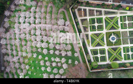 Eine Sicht aus der Vogelperspektive 326 Tai Haku (oder Große Weiße Kirsche) Bäume in Blüte The Alnwick Garten in Northumberland. Es wird gedacht, um die größten Obstgarten der Bäume außerhalb Japans zu sein und steht in voller Blüte, als die Temperaturen setzen für das Osterwochenende bereit zu steigen. Stockfoto