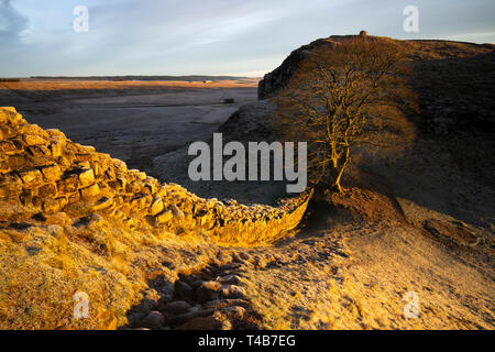 England, Northumberland, Hadrians Wall. Frühe monring bei Sycamore Gap auf Hadrian's Wall. Stockfoto