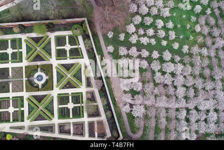 Eine Sicht aus der Vogelperspektive 326 Tai Haku (oder Große Weiße Kirsche) Bäume in Blüte (oben links) im Alnwick Garden in Northumberland. Es wird gedacht, um die größten Obstgarten der Bäume außerhalb Japans zu sein und steht in voller Blüte, als die Temperaturen setzen für das Osterwochenende bereit zu steigen. Stockfoto