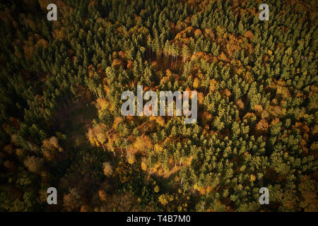 Bunte Bäume im Herbst in den Wald von oben Stockfoto