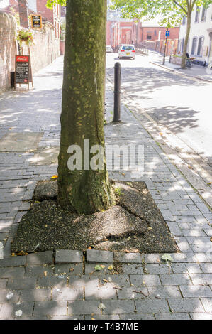 Schäden durch Baumwurzeln verursacht zu Pflaster im städtischen Umfeld. Stockfoto