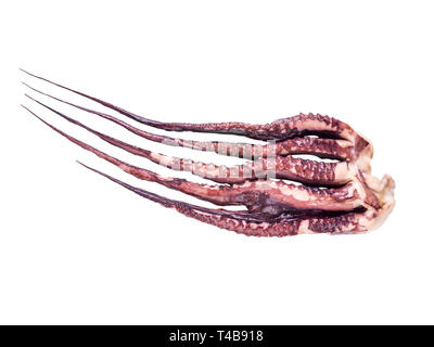 Jumbo flying squid Arme auf weißen isoliert. Pota oder Dosidicus gigas oder red devil Tentakeln. Stockfoto