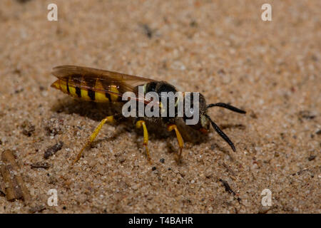 Europäischen beewolf, (Philanthus triangulum) Stockfoto