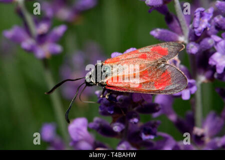 Six-spot Burnet, (Zygaena Filipendulae) Stockfoto