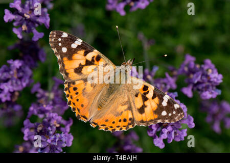 Distelfalter (Vanessa cardui) Stockfoto