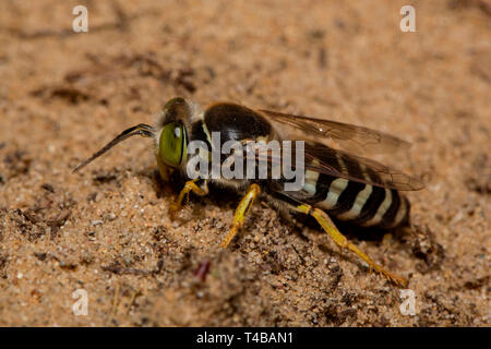 Sand Wasp, (Bembix rostrata) Stockfoto