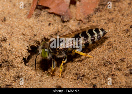 Sand Wasp, (Bembix rostrata) Stockfoto