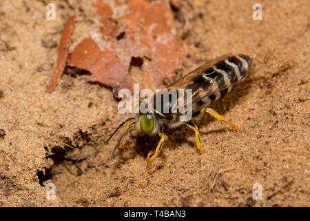 Sand Wasp, (Bembix rostrata) Stockfoto