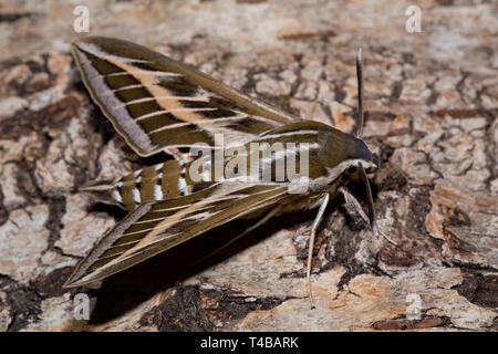 Gestreifte Hawk-moth (Hyles livornica) Stockfoto