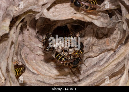 Median Wespen, (Dolichovespula Media) Stockfoto