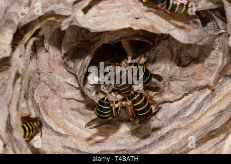 Median Wespen, (Dolichovespula Media) Stockfoto