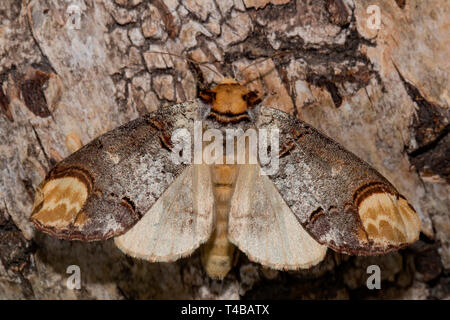 Buff-Tipp, (Phalera bucephala) Stockfoto