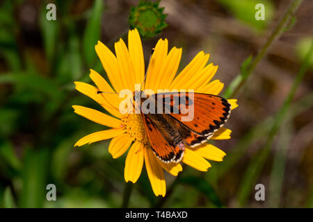 Gefleckte fritillary, männlich, maculation anormalen, (Melitaea didyma) Stockfoto