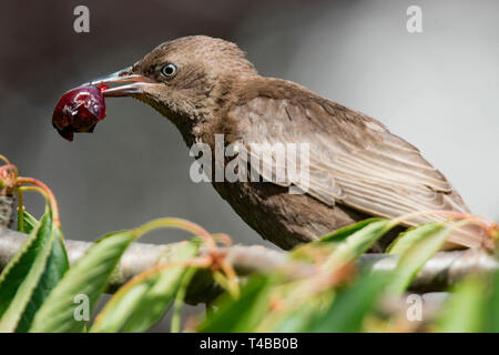 Common Starling, jung, mit Kirsche, (Sturnus vulgaris) Stockfoto